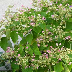 Climbing Hydrangea 'Rose Sensation'